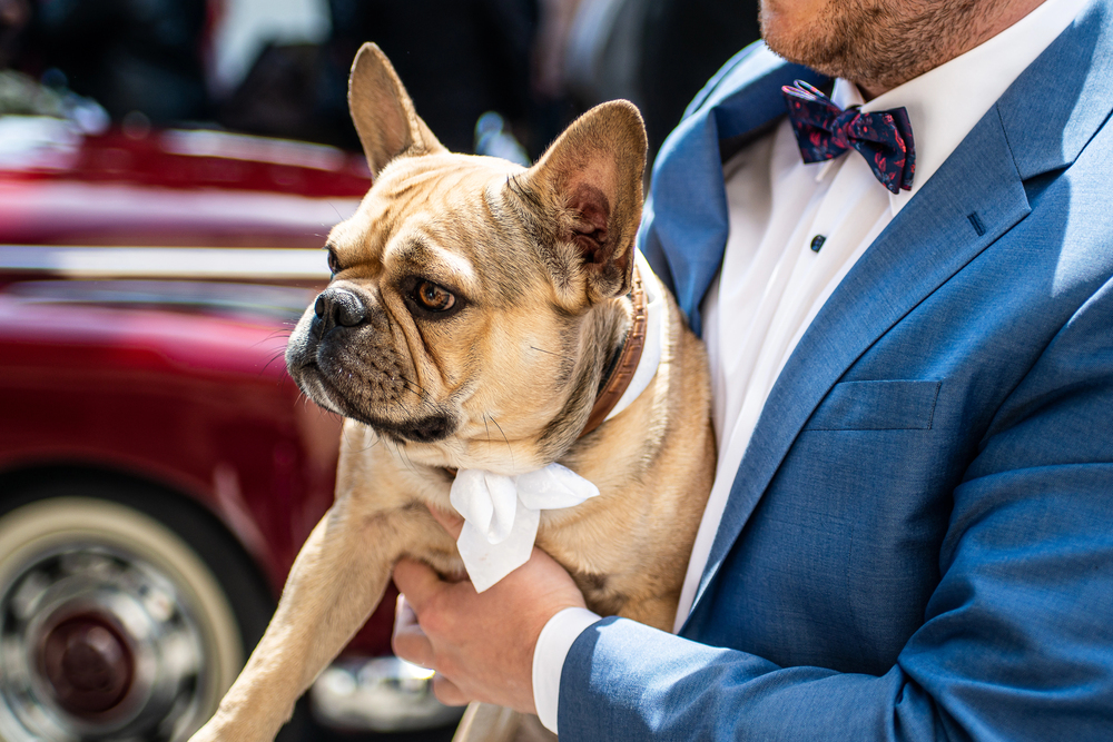 a bulldog dressed for a wedding